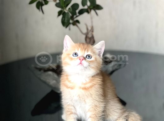 A Kali̇te  Bri̇ti̇sh Golden Yavrumuz görsel