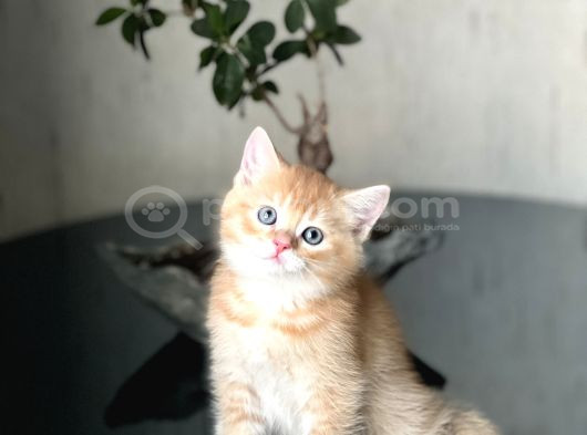 A Kali̇te  Bri̇ti̇sh Golden Yavrumuz