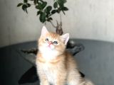 A Kali̇te  Bri̇ti̇sh Golden Yavrumuz