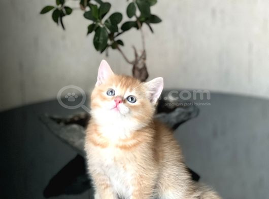 A Kali̇te  Bri̇ti̇sh Golden Yavrumuz görsel