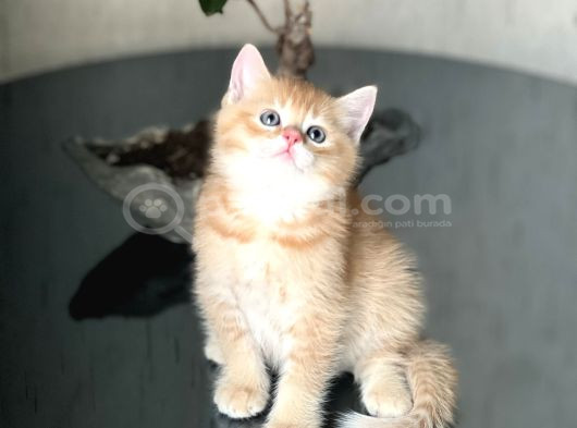 A Kali̇te  Bri̇ti̇sh Golden Yavrumuz görsel