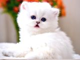 Patili Melek Silver British Longhair Yavrumuz