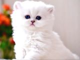 Patili Melek Silver British Longhair Yavrumuz