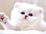 Patili Melek Silver British Longhair yavrumuz