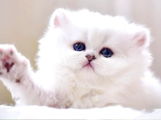 Patili Melek Silver British Longhair Yavrumuz