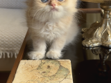Safkan British Longhair Yavrular