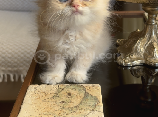 Safkan British Longhair Yavrular görsel