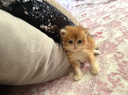 Safkan British Longhair Yavrular görsel