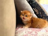 Safkan british longhair yavrular