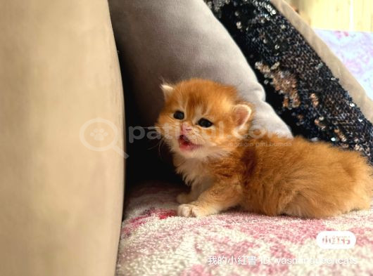 Safkan British Longhair Yavrular