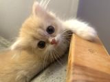 Safkan British Longhair Yavrular