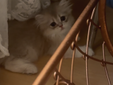 Safkan British Longhair Yavrular