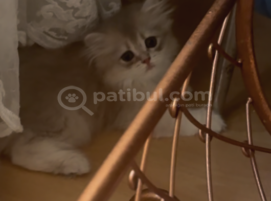 Safkan British Longhair Yavrular görsel