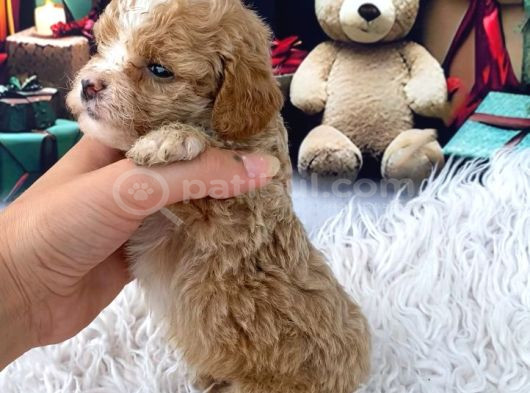 Latte Cebinize Sığan Dost görsel