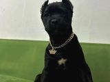 Cane Corso Esteti̇kli̇ Safkan Yavrumuz