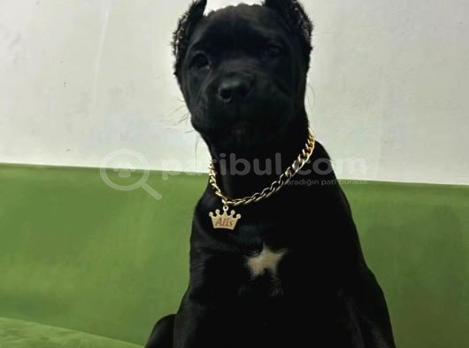 Cane Corso Esteti̇kli̇ Safkan Yavrumuz görsel