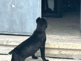 Cane Corso Esteti̇kli̇ Safkan Yavrumuz
