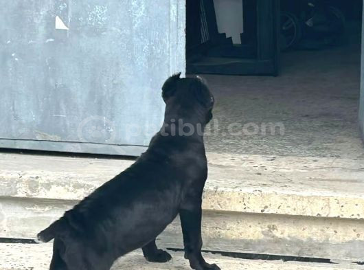 Cane Corso Esteti̇kli̇ Safkan Yavrumuz görsel