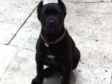 Cane Corso Esteti̇kli̇ Safkan Yavrumuz