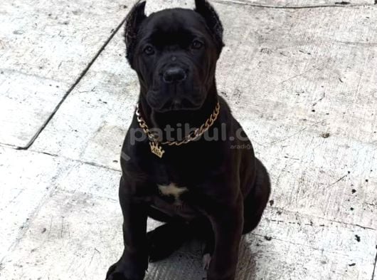 Cane Corso Esteti̇kli̇ Safkan Yavrumuz görsel