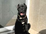Cane Corso Esteti̇kli̇ Safkan Yavrumuz