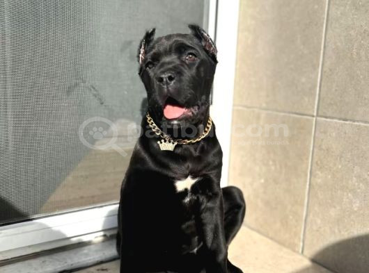 Cane Corso Esteti̇kli̇ Safkan Yavrumuz görsel