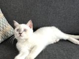 British Shorthair Blue Point Koca Kafalı Erkek Yavrumuz