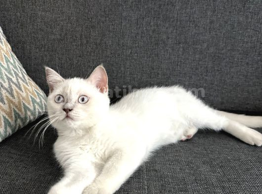British Shorthair Blue Point Koca Kafalı Erkek Yavrumuz görsel