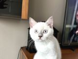 British Shorthair Blue Point Koca Kafalı Erkek Yavrumuz