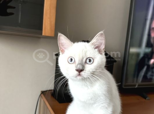 British Shorthair Blue Point Koca Kafalı Erkek Yavrumuz görsel