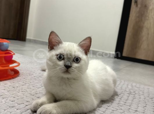 British Shorthair Blue Point Koca Kafalı Erkek Yavrumuz görsel