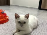British Shorthair Blue Point Koca Kafalı Erkek Yavrumuz