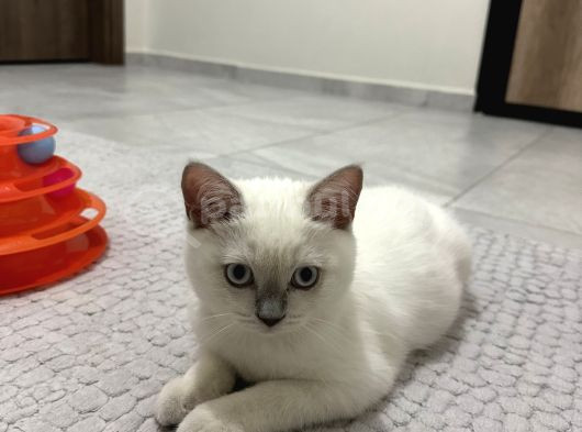 British Shorthair Blue Point Koca Kafalı Erkek Yavrumuz görsel