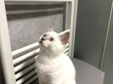 British Shorthair Blue Point Koca Kafalı erkek yavrumuz