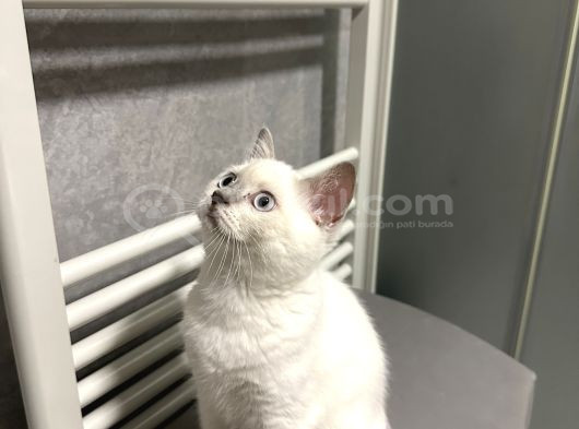 British Shorthair Blue Point Koca Kafalı Erkek Yavrumuz