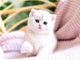 Buz Mavisi Gözleriyle Bluegolden British Shorthair