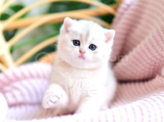 Buz Mavisi Gözleriyle Bluegolden British Shorthair