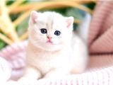 Buz Mavisi Gözleriyle Bluegolden British Shorthair