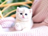 Buz Mavisi Gözleriyle Bluegolden British Shorthair