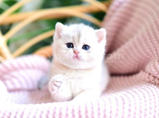 Buz Mavisi Gözleriyle Bluegolden British Shorthair görsel