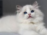 Görkemli Ragdoll yavrumuz