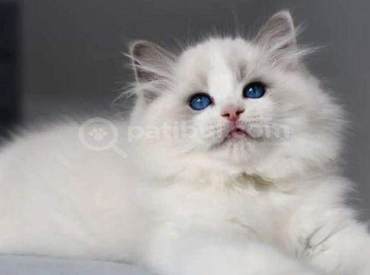 Görkemli Ragdoll Yavrumuz