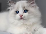 Görkemli Ragdoll Yavrumuz