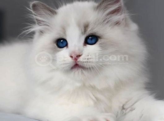 Görkemli Ragdoll Yavrumuz görsel