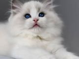 Görkemli Ragdoll Yavrumuz