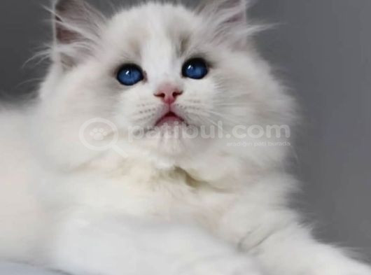 Görkemli Ragdoll Yavrumuz görsel