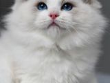 Görkemli Ragdoll Yavrumuz