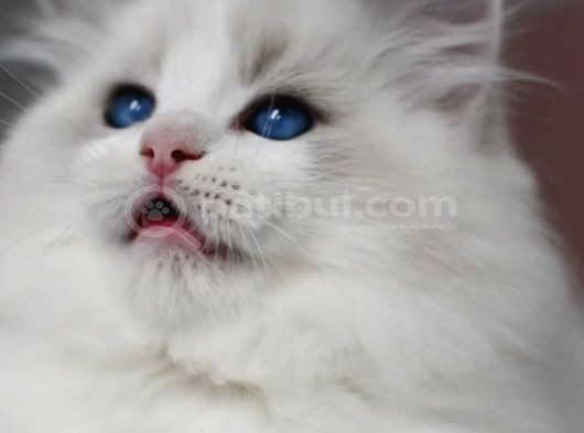 Görkemli Ragdoll Yavrumuz görsel