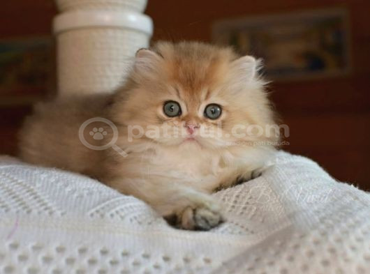 Golden Yeleli British Longhair Yavrumuz görsel
