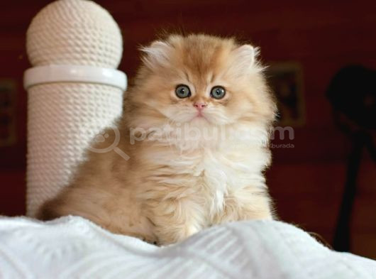 Golden Yeleli British Longhair Yavrumuz görsel